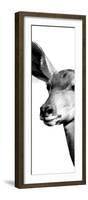 Safari Profile Collection - Antelope Impala Portrait White Edition X-Philippe Hugonnard-Framed Photographic Print