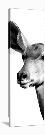Safari Profile Collection - Antelope Impala Portrait White Edition X-Philippe Hugonnard-Stretched Canvas