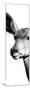 Safari Profile Collection - Antelope Impala Portrait White Edition X-Philippe Hugonnard-Mounted Photographic Print
