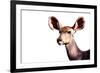 Safari Profile Collection - Antelope Impala Portrait White Edition-Philippe Hugonnard-Framed Photographic Print