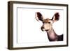 Safari Profile Collection - Antelope Impala Portrait White Edition-Philippe Hugonnard-Framed Premium Photographic Print