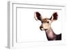 Safari Profile Collection - Antelope Impala Portrait White Edition-Philippe Hugonnard-Framed Photographic Print