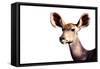 Safari Profile Collection - Antelope Impala Portrait White Edition-Philippe Hugonnard-Framed Stretched Canvas