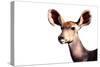Safari Profile Collection - Antelope Impala Portrait White Edition-Philippe Hugonnard-Stretched Canvas