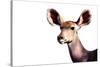 Safari Profile Collection - Antelope Impala Portrait White Edition-Philippe Hugonnard-Stretched Canvas