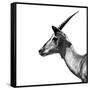 Safari Profile Collection - Antelope Impala White Edition III-Philippe Hugonnard-Framed Stretched Canvas