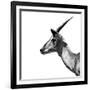 Safari Profile Collection - Antelope Impala White Edition III-Philippe Hugonnard-Framed Photographic Print