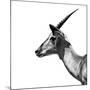 Safari Profile Collection - Antelope Impala White Edition III-Philippe Hugonnard-Mounted Photographic Print