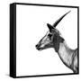 Safari Profile Collection - Antelope Impala White Edition III-Philippe Hugonnard-Framed Stretched Canvas