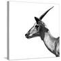 Safari Profile Collection - Antelope Impala White Edition III-Philippe Hugonnard-Stretched Canvas