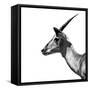 Safari Profile Collection - Antelope Impala White Edition III-Philippe Hugonnard-Framed Stretched Canvas