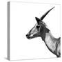 Safari Profile Collection - Antelope Impala White Edition III-Philippe Hugonnard-Stretched Canvas