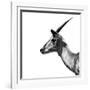 Safari Profile Collection - Antelope Impala White Edition III-Philippe Hugonnard-Framed Photographic Print