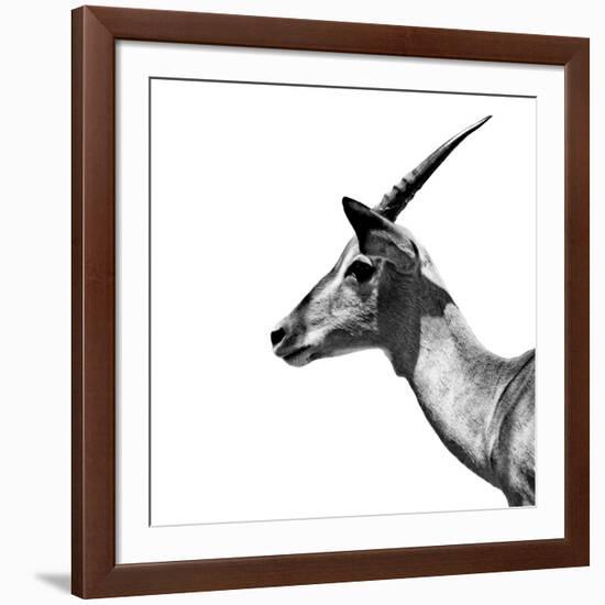 Safari Profile Collection - Antelope Impala White Edition III-Philippe Hugonnard-Framed Photographic Print