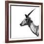 Safari Profile Collection - Antelope Impala White Edition III-Philippe Hugonnard-Framed Photographic Print