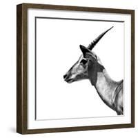 Safari Profile Collection - Antelope Impala White Edition III-Philippe Hugonnard-Framed Photographic Print