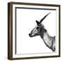 Safari Profile Collection - Antelope Impala White Edition III-Philippe Hugonnard-Framed Photographic Print