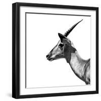 Safari Profile Collection - Antelope Impala White Edition III-Philippe Hugonnard-Framed Photographic Print