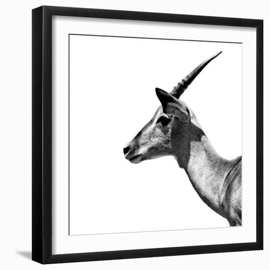 Safari Profile Collection - Antelope Impala White Edition III-Philippe Hugonnard-Framed Photographic Print