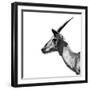 Safari Profile Collection - Antelope Impala White Edition III-Philippe Hugonnard-Framed Photographic Print