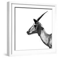 Safari Profile Collection - Antelope Impala White Edition III-Philippe Hugonnard-Framed Photographic Print