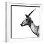 Safari Profile Collection - Antelope Impala White Edition III-Philippe Hugonnard-Framed Photographic Print