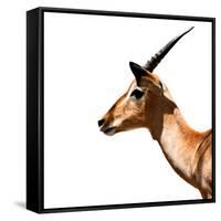 Safari Profile Collection - Antelope Impala White Edition IV-Philippe Hugonnard-Framed Stretched Canvas