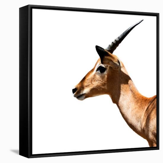 Safari Profile Collection - Antelope Impala White Edition IV-Philippe Hugonnard-Framed Stretched Canvas