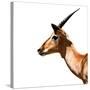 Safari Profile Collection - Antelope Impala White Edition IV-Philippe Hugonnard-Stretched Canvas