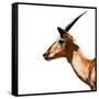 Safari Profile Collection - Antelope Impala White Edition IV-Philippe Hugonnard-Framed Stretched Canvas