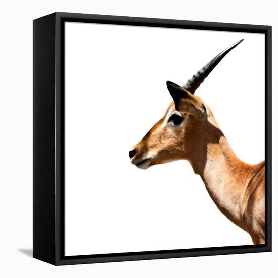 Safari Profile Collection - Antelope Impala White Edition IV-Philippe Hugonnard-Framed Stretched Canvas