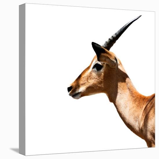 Safari Profile Collection - Antelope Impala White Edition IV-Philippe Hugonnard-Stretched Canvas
