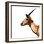 Safari Profile Collection - Antelope Impala White Edition IV-Philippe Hugonnard-Framed Photographic Print