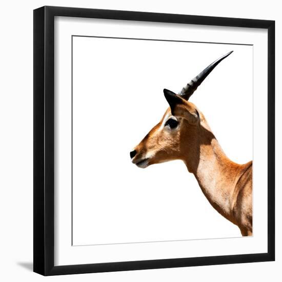 Safari Profile Collection - Antelope Impala White Edition IV-Philippe Hugonnard-Framed Photographic Print