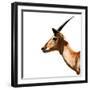 Safari Profile Collection - Antelope Impala White Edition IV-Philippe Hugonnard-Framed Photographic Print