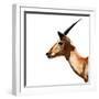 Safari Profile Collection - Antelope Impala White Edition IV-Philippe Hugonnard-Framed Photographic Print