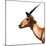 Safari Profile Collection - Antelope Impala White Edition IV-Philippe Hugonnard-Mounted Photographic Print