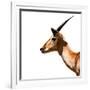 Safari Profile Collection - Antelope Impala White Edition IV-Philippe Hugonnard-Framed Photographic Print