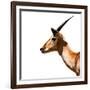 Safari Profile Collection - Antelope Impala White Edition IV-Philippe Hugonnard-Framed Photographic Print