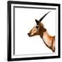 Safari Profile Collection - Antelope Impala White Edition IV-Philippe Hugonnard-Framed Photographic Print