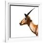 Safari Profile Collection - Antelope Impala White Edition IV-Philippe Hugonnard-Framed Photographic Print