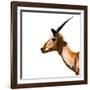 Safari Profile Collection - Antelope Impala White Edition IV-Philippe Hugonnard-Framed Photographic Print