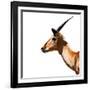 Safari Profile Collection - Antelope Impala White Edition IV-Philippe Hugonnard-Framed Photographic Print