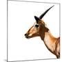Safari Profile Collection - Antelope Impala White Edition IV-Philippe Hugonnard-Mounted Photographic Print