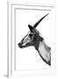 Safari Profile Collection - Antelope Impala White Edition V-Philippe Hugonnard-Framed Photographic Print