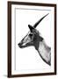 Safari Profile Collection - Antelope Impala White Edition V-Philippe Hugonnard-Framed Photographic Print