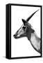 Safari Profile Collection - Antelope Impala White Edition V-Philippe Hugonnard-Framed Stretched Canvas