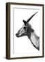 Safari Profile Collection - Antelope Impala White Edition V-Philippe Hugonnard-Framed Photographic Print