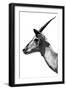 Safari Profile Collection - Antelope Impala White Edition V-Philippe Hugonnard-Framed Photographic Print