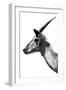 Safari Profile Collection - Antelope Impala White Edition V-Philippe Hugonnard-Framed Photographic Print